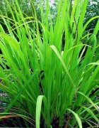Đơn vị báo giá tinh dầu sả chanh tốt nhất trên thị trường