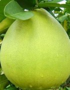 Tinh dầu vỏ bưởi nguyên chất đảm bảo cho các chị em