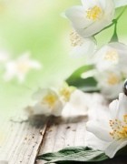 Tìm hiểu tinh dầu hoa nhài có tác dụng gì