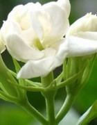 Tinh dầu hoa nhài bán ở đâu thì đảm bảo chất lượng