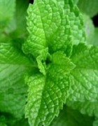Tinh dầu bạc hà đuổi chuột dùng dễ dàng mà rất hiệu quả