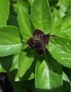 Tinh dầu Húng Quế - Basil