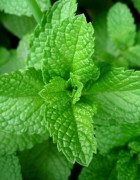 Tinh dầu bạc hà - Peppermint essential oil