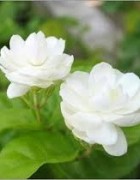 Tinh dầu hoa Nhài - hoa Lài - Jasmine