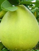 Tinh dầu Vỏ Bưởi - Pomelo
