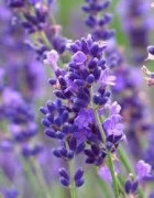 Tinh dầu oải hương - Lavender