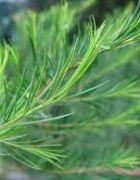 Tinh dầu Tràm Trà - Tea Tree