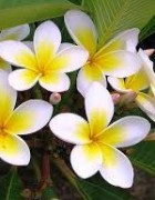 Tinh dầu Hoa Đại Champa - Frangipani essential oil