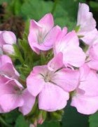 Tinh dầu Phong Lữ - Geranium