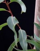 Tinh dầu Bạch Đàn Chanh - Lemon Eucalyptus 