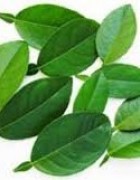 Tinh dầu Lá Chanh-Lemon leaf