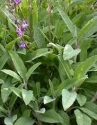 Tinh dầu Xô Thơm - Sage
