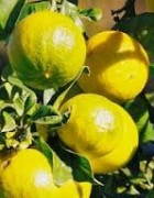 Tinh dầu Cam Hương - Bergamot